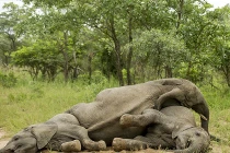 Voi đổ rạp vì... say men