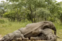 Voi đổ rạp vì... say men