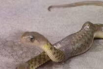 Điểm mặt những loài rắn biến dị quái nhất