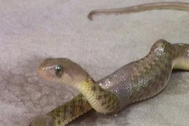 Điểm mặt những loài rắn biến dị quái nhất