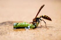 Khiếp vía với kiểu tấn công đáng sợ của ký sinh trùng