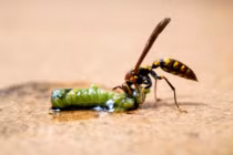 Khiếp vía với kiểu tấn công đáng sợ của ký sinh trùng