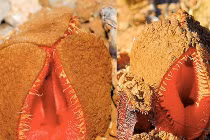 Những loài hoa có hình thù siêu quái đản