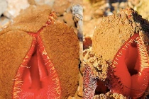 Những loài hoa có hình thù siêu quái đản