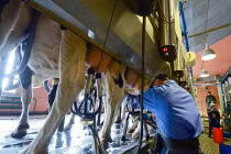 Thám hiểm trang trại sản xuất sữa bò bậc nhất Nga 