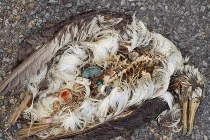 Chết lặng với nội tạng chim biển chết