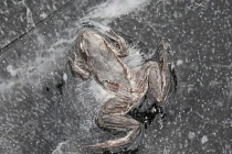 Những chiêu đối phó môi trường cực độc của động vật