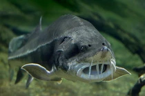 Top thủy quái nước ngọt khiến bạn khiếp vía