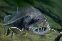 Top thủy quái nước ngọt khiến bạn khiếp vía