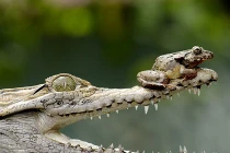 Cóc táo tợn du ngoạn trên đầu sát thủ đầm lầy