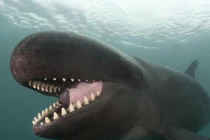 Top “quái vật” Biển Đông vừa sợ vừa mê