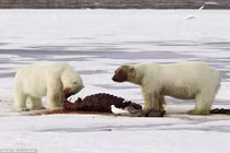 Cảnh gấu Bắc cực giết mồi đẫm máu trong tuyết trắng