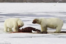 Cảnh gấu Bắc cực giết mồi đẫm máu trong tuyết trắng