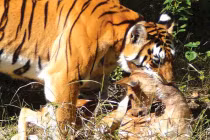 Quái chiêu săn mồi đẫm máu của chúa sơn lâm (2)