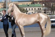 10 giống ngựa đẹp nhất hành tinh 