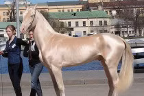 10 giống ngựa đẹp nhất hành tinh 