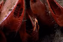 Ảnh khó tin về sinh vật dưới đáy đại dương