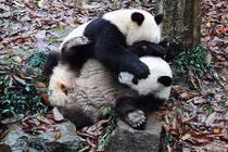 Xem gấu trúc trổ tài kungfu vô cùng đáng yêu 