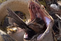 Kinh hoàng xem rắn hỗn chiến (21)