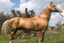 Những khám phá hài hước về loài ngựa (1)