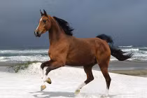 Những khám phá hài hước về loài ngựa (2)