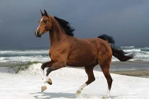 Những khám phá hài hước về loài ngựa (2)