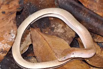 Những loài bò sát kỳ quái, độc đáo nhất Việt Nam