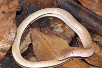 Những loài bò sát kỳ quái, độc đáo nhất Việt Nam