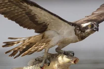 Màn săn mồi ngoạn mục của ưng biển