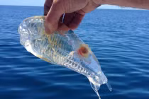 Kỳ quái sinh vật đầu cá, đuôi tôm, thân trong suốt