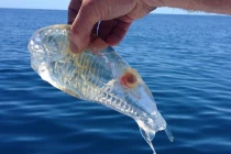 Kỳ quái sinh vật đầu cá, đuôi tôm, thân trong suốt