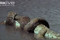 Kinh hoàng xem rắn hỗn chiến (11)