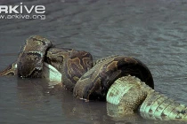 Kinh hoàng xem rắn hỗn chiến (11)