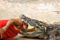 Mạo hiểm cho đầu vào miệng cá sấu lấy trăm ngàn