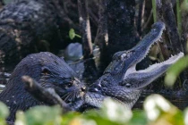 Cá sấu chết thảm dưới hàm rái cá