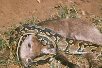 Kinh hoàng xem rắn hỗn chiến (12)