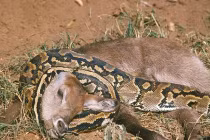 Kinh hoàng xem rắn hỗn chiến (12)