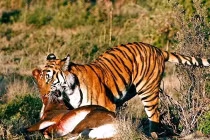 Quái chiêu săn mồi đẫm máu của chúa sơn lâm (1)