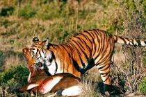 Quái chiêu săn mồi đẫm máu của chúa sơn lâm (1)