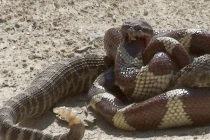 Kinh hoàng xem rắn hỗn chiến (29)