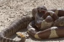 Kinh hoàng xem rắn hỗn chiến (29)