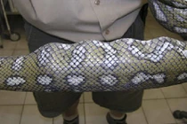 10 “nạn nhân” bất đắc dĩ bị trăn khổng lồ xơi tái