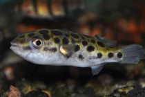 Những loài sinh vật biển độc gây chết người