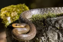 Loài rắn xâm lấn đang tung hoành khắp London