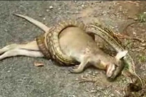 Kinh hoàng xem rắn hỗn chiến (16)