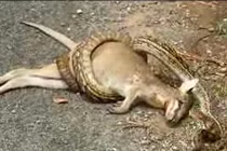 Kinh hoàng xem rắn hỗn chiến (16)