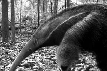 Loài thú ăn kiến khổng lồ có thể giết người