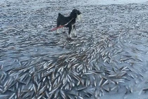 Tác hại khôn lường của bão tuyết