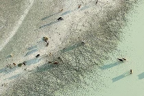 Chiêm ngưỡng động vật hoang dã châu Phi từ trên không