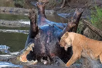 Sư tử đại chiến cá sấu tranh hà mã